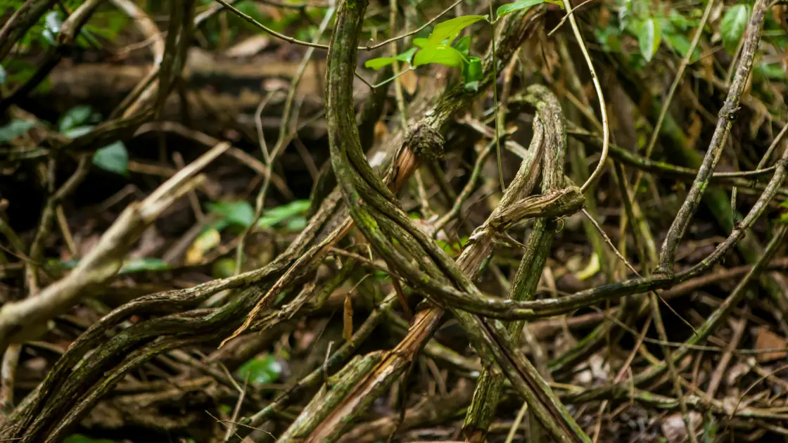 Close-up of twisted and intertwined forest vines with green leaves visible in the background. The image captures the intricate and dense nature of the vine growth, reminiscent of an Ayahuasca journey in Mexico.